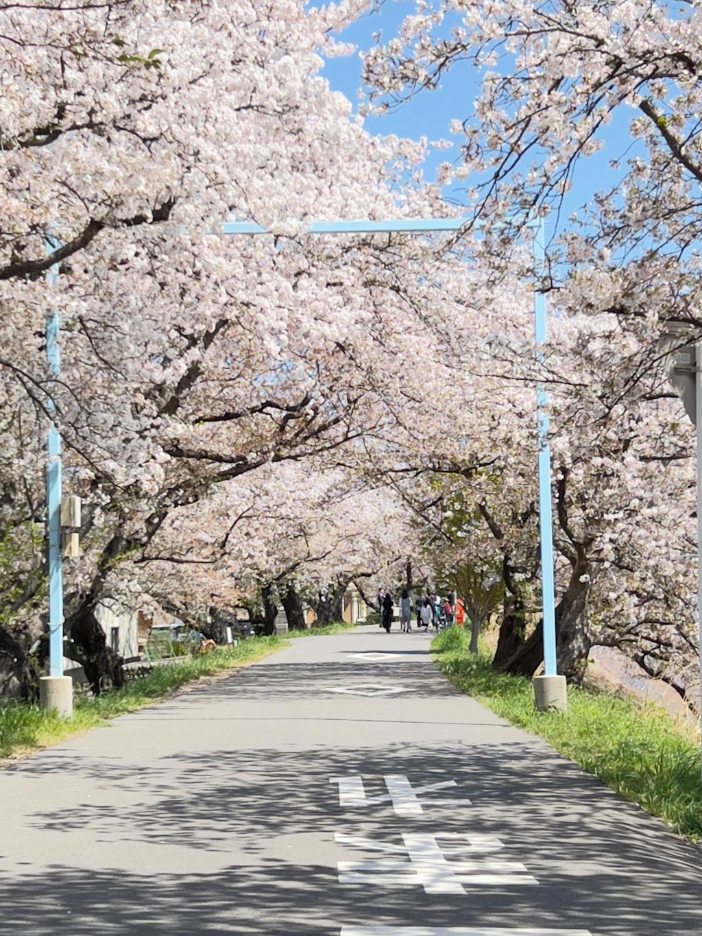 桜をみました🌸